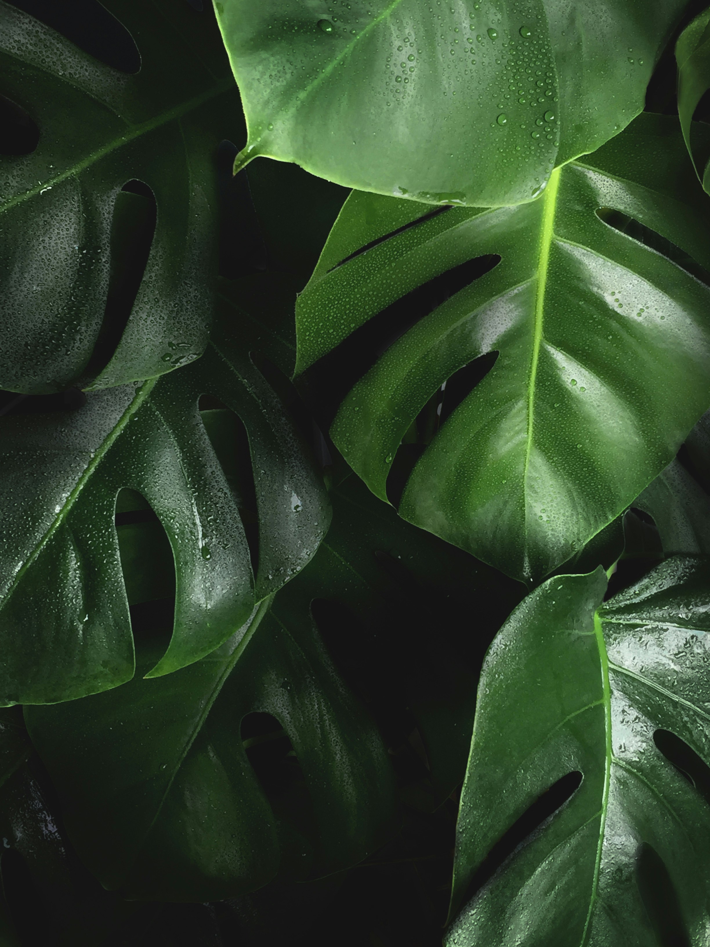 Login background